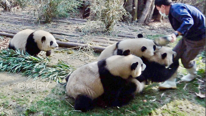 Si Du Chases the “Dad” — Chaos Breaks Out! 01.29 [Giant Pandas He Hua, He Ye, Run Yue, Ai Jiu]