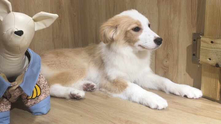 ลูกหมาตัวบ้าอายุ 4 เดือน ฮ่าๆๆๆ