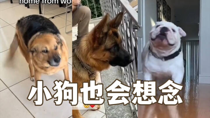 A little dog will greet you home in the purest and most passionate way.