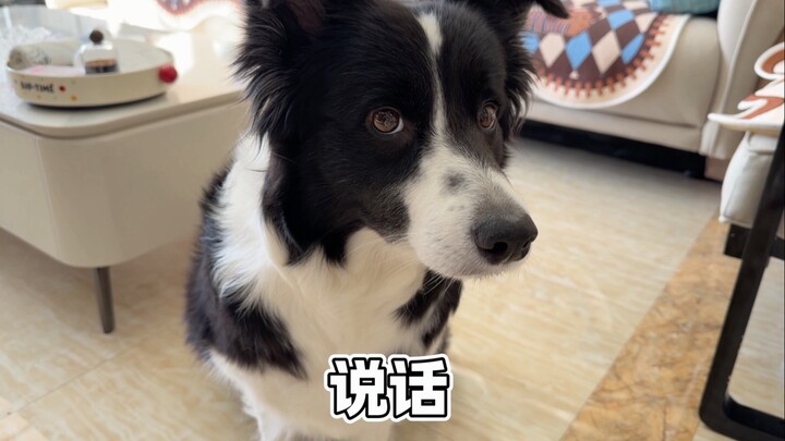 小狗：我不说你说