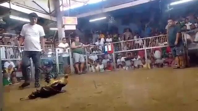My grey laban sa manok Ng management Ng sabungan