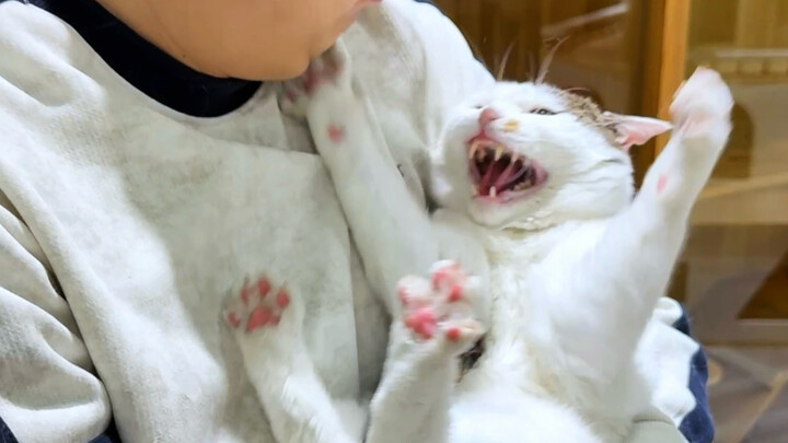 The Kitten’s “Divide and Conquer” Tactic