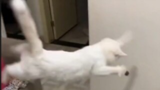 เป็นแมวไม่จำเป็นต้องปกติมากนัก!