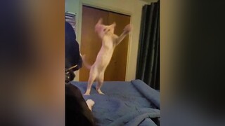 Animals do the funniest things 🤩 😂 cutepets cuteanimals funnyanimals fun happy crazypets fyp foryou fypage viralvideo trendingvideo