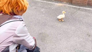 [Genshin Impact cos] Duck: We will meet again eventually