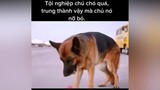 Có ai xem vdeo mà thấy thương chú chó như mjh k. yeudongvat  phim phimhay xuhuong