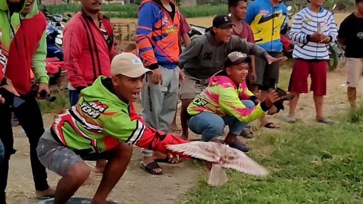 final lomba merpati balap