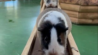 豚鼠回家