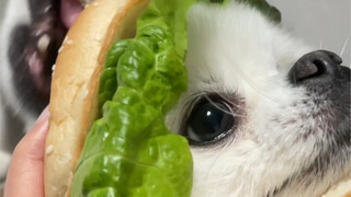 Mengapa burger ini begitu jelek?