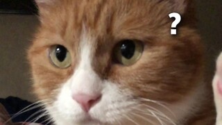 شاومي اللطيفة، تأكل دجاجًا عبر الإنترنت! شاومي: رائحته لذيذة جدًا!