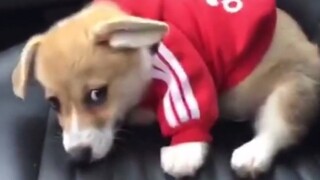 它是不是……撇我一眼？？