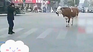 Seekor sapi gila muncul di jalan raya