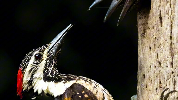 Karya terpilih dalam kategori satwa liar pada kompetisi terbuka Sony World Photography Awards #fotog