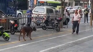 Paman tingkat penuh! Anjing di pinggir jalan menggonggong orang tanpa tali, dan pria itu menggunakan