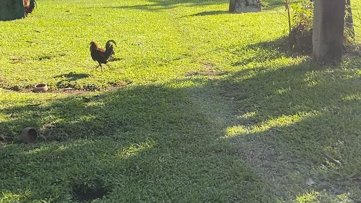 VSO Gamefarm