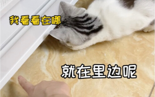 Is this little kitten a full-fledged spirit or something?! It’s way too smart!