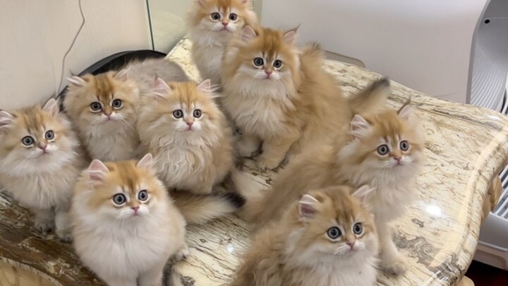 Handsome young man does something like this to protect nine tiny kittens