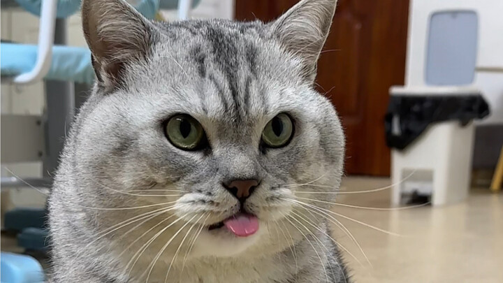 Dazhuang rings the bell to enjoy cat treats