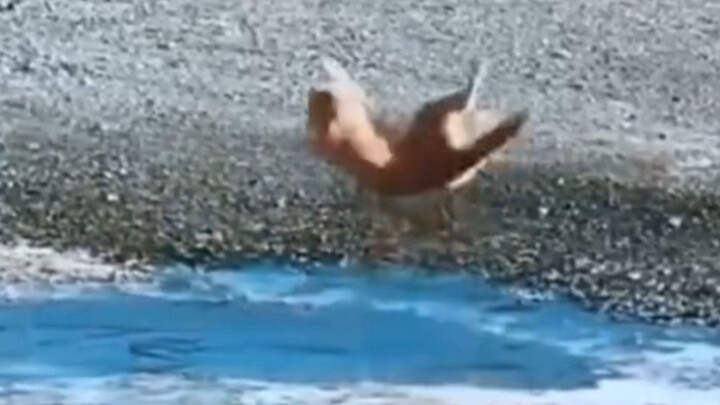 Kucing kali pertama berdiri di atas es jadi kaget stres.