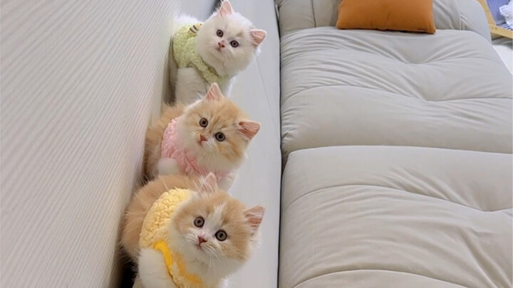 The new family member who just arrived has already caught the father-in-law’s eye.