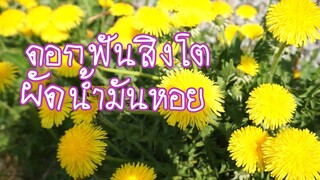 ดอกฟันสิงโตผัดน้ำมันหอย Dandelion Løvetann