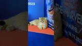 Mèo xuynh đẹp tại họp báo #TheMarvels #khenphim #phimnuocngoai