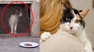 Fireball   A Stray Cat Who Was Very Wary Of Strangers Falls In Love With Human Who Rescued Her