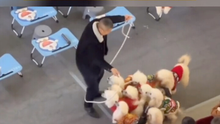 16 มกราคม ที่เจ้อเจียง เจ้าของพาฝูงหมาแสดงโชว์ หมากับเจ้าของประสานงานกันได้อย่างลงตัว