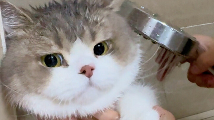 This little cat hasn’t had a proper bath in 3 years—finally getting a makeover!