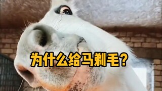 Why do horses need to be shaved? Do wild horses need to be shaved too?