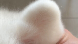 The Samoyed's bouncy ears started dancing