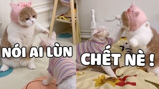 CHÂN NGẮN MÀ CỨ THÍCH HỔ BÁO CÁO CHỒN 🤣 | Pets TV