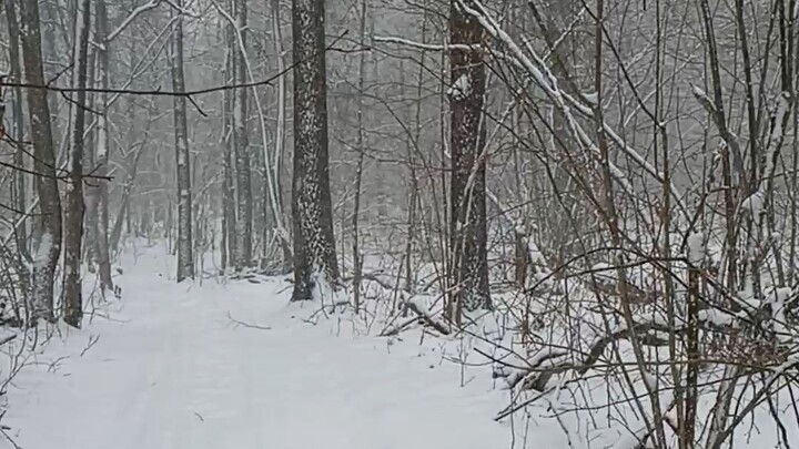 Walking through the forest in a blizzard🌪❄🙂🇷🇺