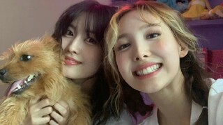 【twice】Nayeon dan Momo live menari pingpong ala HyunA, satu bertanggung jawab lucu, satu bertanggung