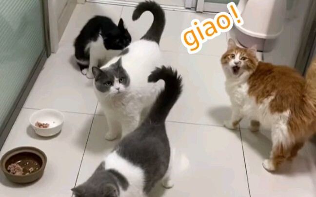 Cân trọng lượng cho tất cả mèo trong nhà, nặng bao nhiêu cân thì quyên góp từng ấy cân thức ăn cho t
