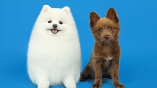 要准备跟小狗勾分开了，给他拍个证件照当作离别礼物吧~