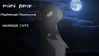 | — mini pmv Mapleshade/RavenWing — warrior cats |