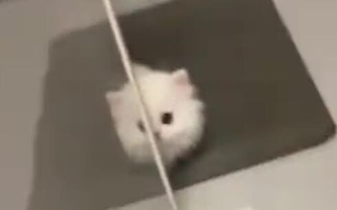 “Cute, cute, so cute”