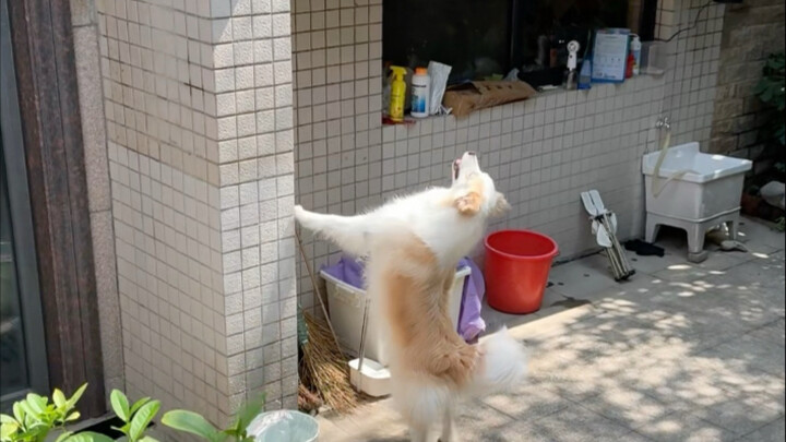 ในสวนมีลูกแมวเกิดมาหนึ่งครอก