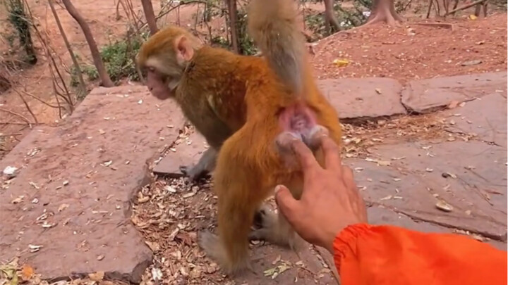 القرد الذي يتطوع لضرب مؤخرته