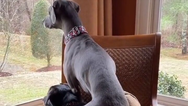 主人用饼干从狗嘴里救下鼹鼠，结果狗子以为抓鼹鼠可以换饼干，天天去抓鼹鼠