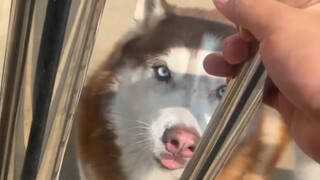 Husky: You don't want to let me out—you're just afraid!