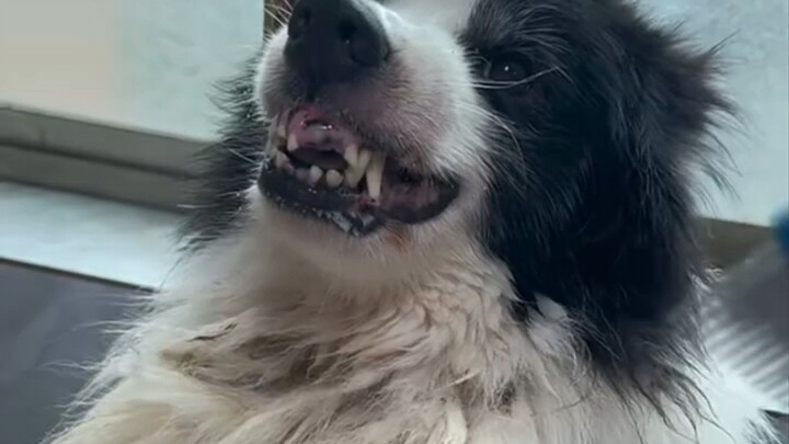 Dù từng bị tổn thương, chú cún ngốc vẫn sẽ chọn tin tưởng con người.