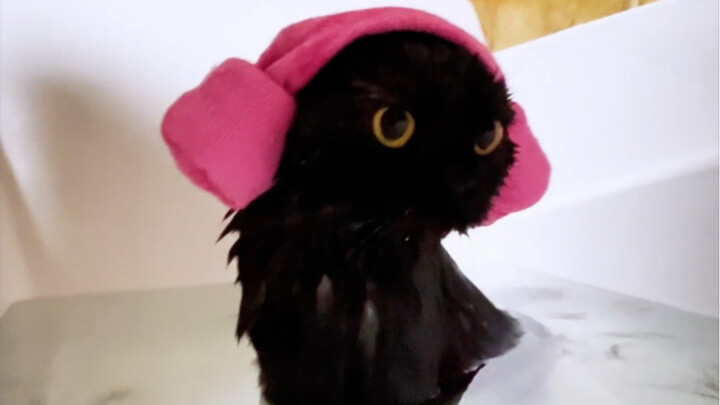 Câu nói vàng khi nuôi mèo: Bất cứ vấn đề gì phát sinh trong quá trình nuôi mèo, mình đều có thể tự m