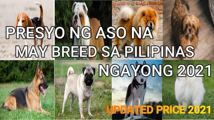 MGA PRESYO NG ASO NA MAY BREED SA PILIPINAS NGAYONG 2021 |  Dog PRICE LIST Philippines