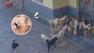 The First Animal World War