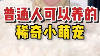 Selain kucing dan anjing, orang biasa juga bisa memelihara hewan peliharaan langka dan lucu