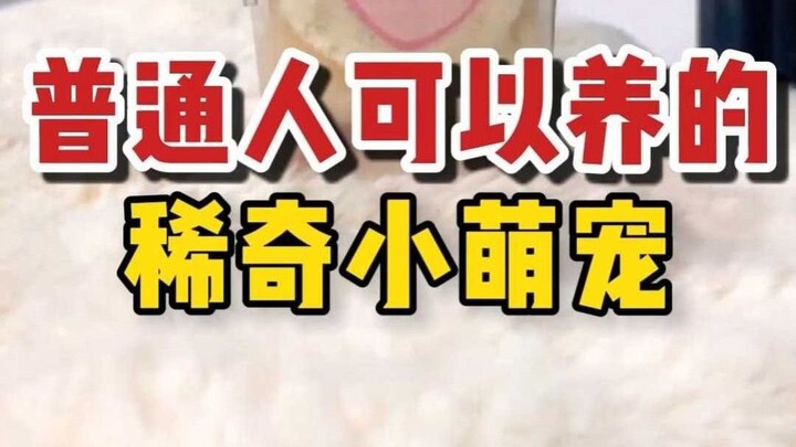 除了猫狗，普通人也可以养的稀奇萌宠
