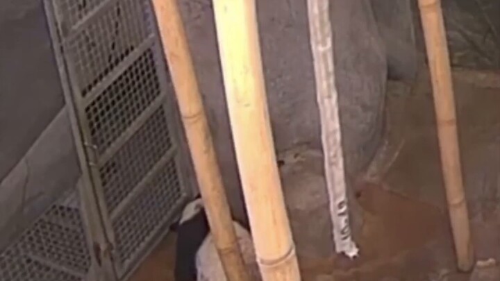 [Rescuing National Treasures] Yaya, the giant panda living in the United States, still begs for food