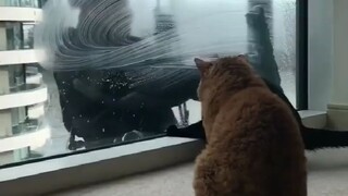 القطة تودع الرجل العنكبوت